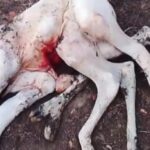 Bezerro com oito patas nasce em comunidade rural de Palmas de Monte Alto.